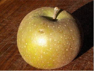 Apple 'Golden Russett'