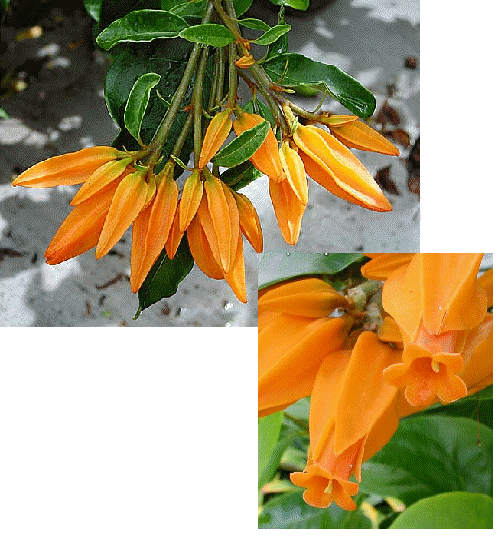 Gold Finger Plant, Juanulloa aurantiaca