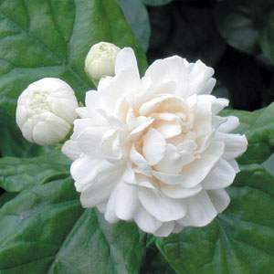 Sambac jasmine 'Grand Duke of Tuscany'