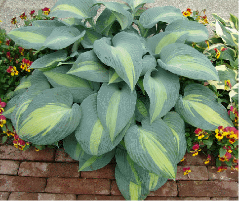 Hosta 'Grand Marquee'