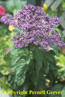 Heliotrope 'Fragrant Delight'