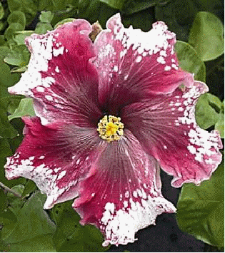 Hibiscus 'Purple Magic'