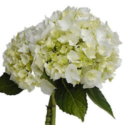 Hydrangea