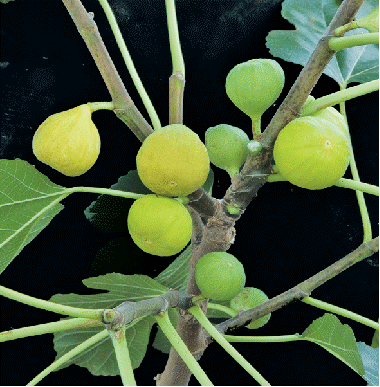 Fig 'Ischia'