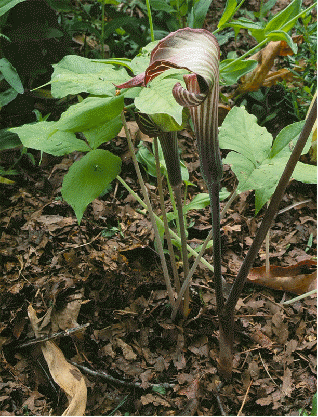 Jack in the Pulpit