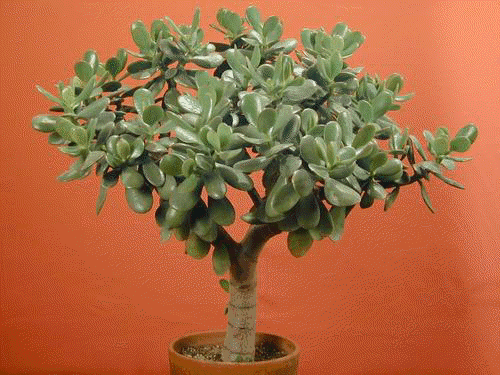 Jade Plant