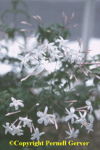 Winter-blooming jasmine flowers