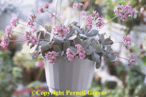 Kalanchoe pumila