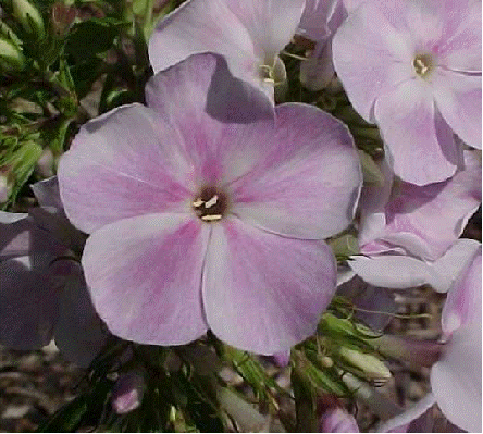 Phlox 'Katherine'