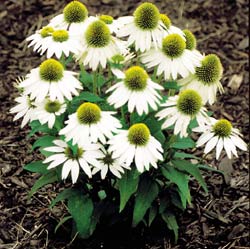 Coneflower 'Kim's Mophead'