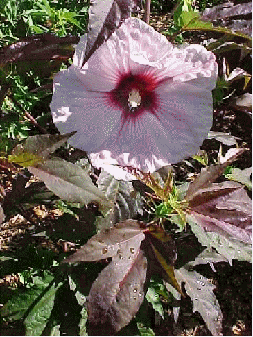 Hibiscus 'Kopper King'