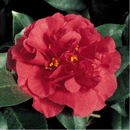 Camellia 'Kramer's Surpreme'