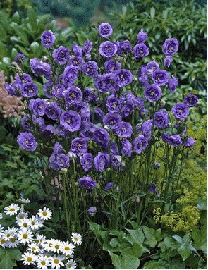 Campanula persicifolia 'La Belle'