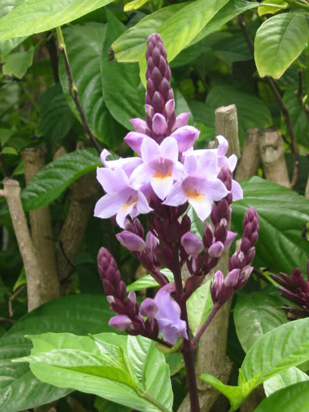 Lavender bells (Phlogacanthus turgidus)