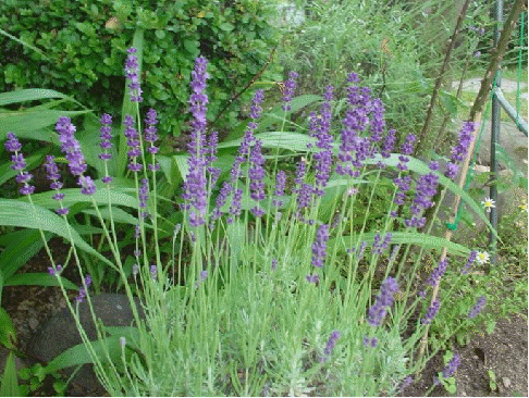 English lavender 'Lavenite Petite'