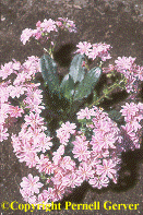 Lewisia cotyledon