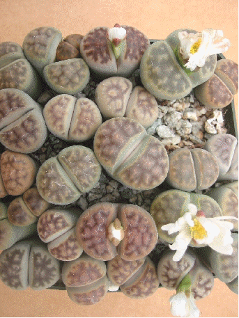 Living stones, Lithops