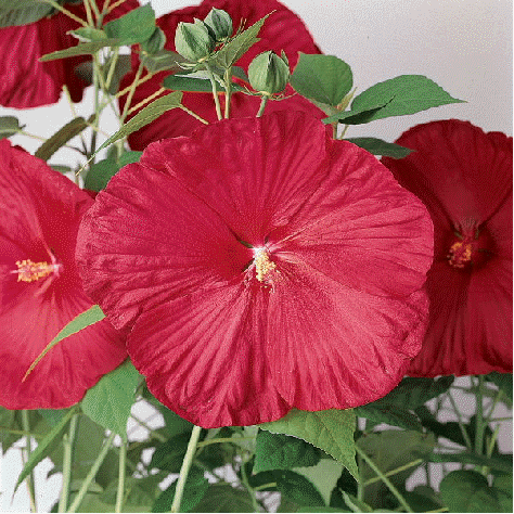 Hibiscus 'Luna Red'