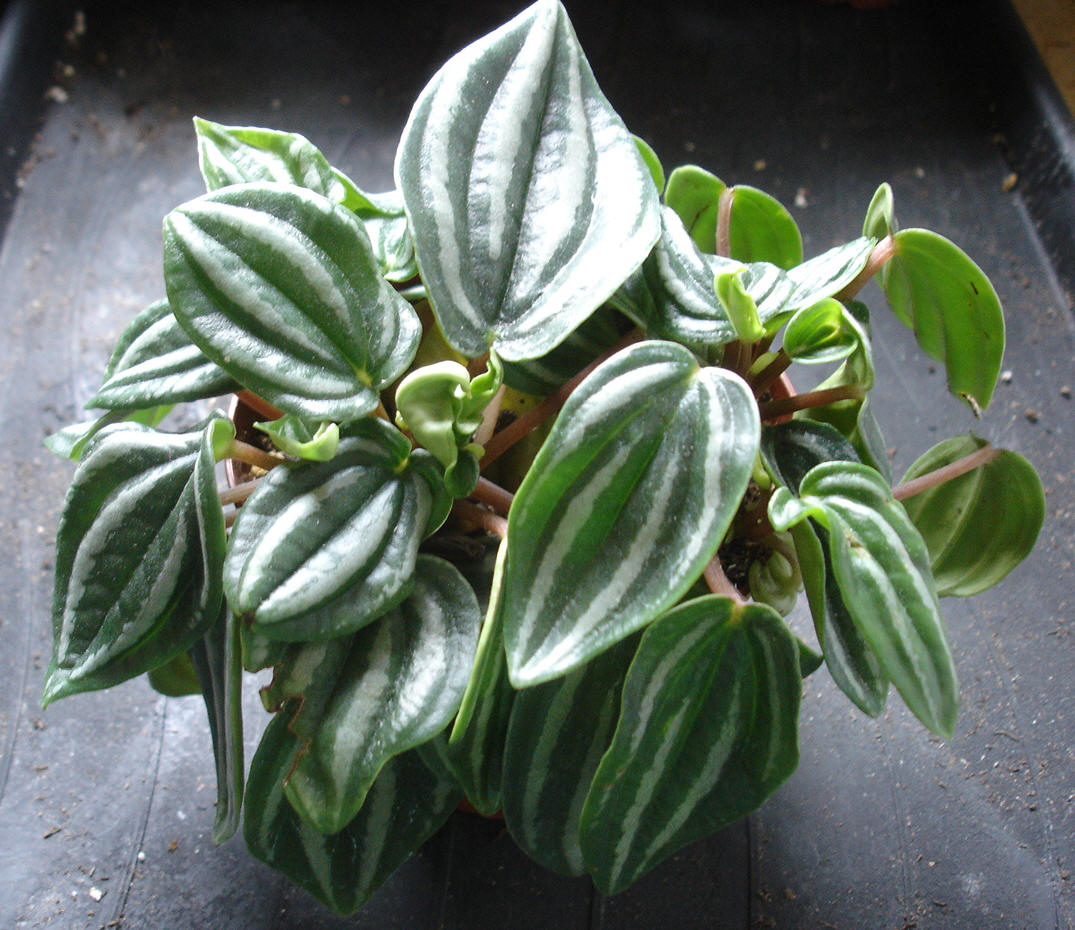 Mini Watermelon Peperomia Buy It Now 