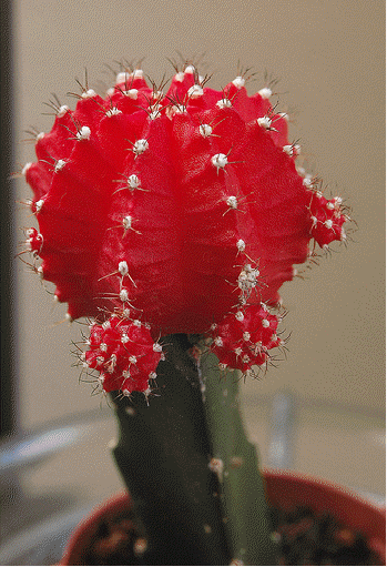 Moon Cactus