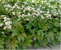 Mukdenia rossii 'Karasuba' flowers