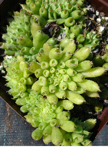 Sempervivum 'Oddity'