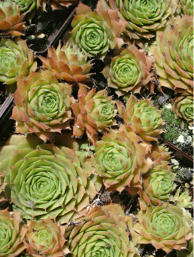 Sempervivum 'Old Copper'