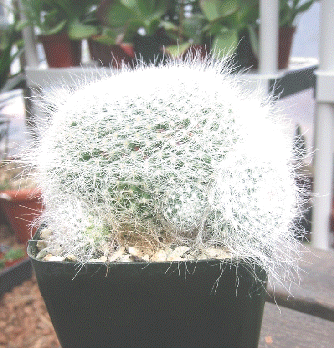 Old Lady Cactus