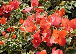 Bougainvillea 'Orange Ice'