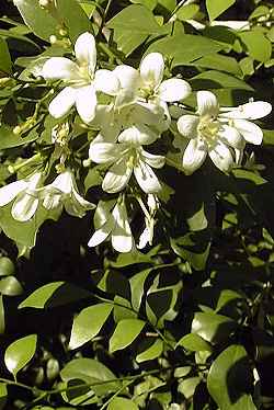 Orange jasmine