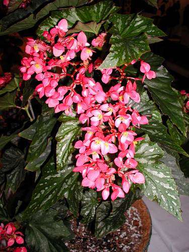 Begonia 'Paper Snowflake' flowers