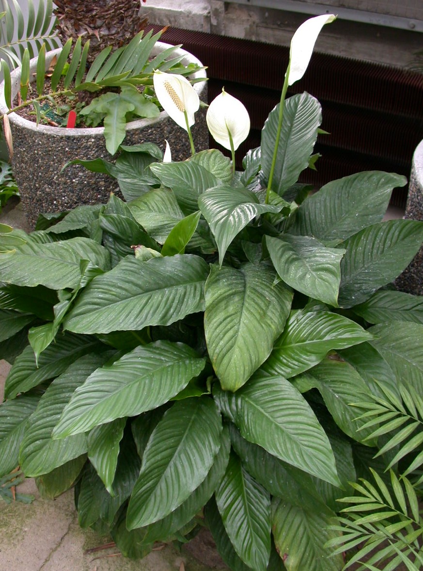 Peace Lily 'Mauna Loa'