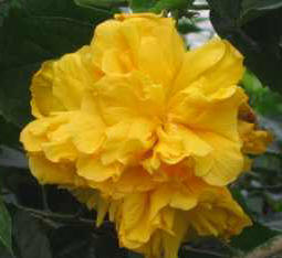 Hibiscus 'Peggy Hendri'