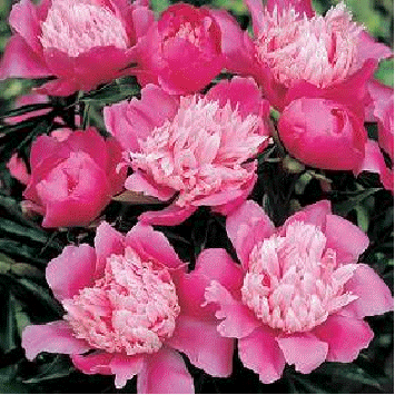 Peony 'Pink Cameo'