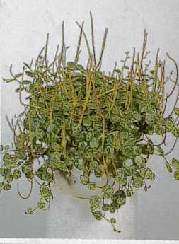 Peperomia rotundifolia