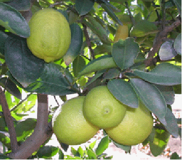 Persian Lime