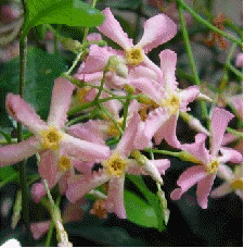 Pink Showers jasmine