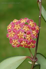 hoya flowered grasses succulentes cire porcelaine fragrant