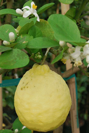 Ponderosa Lemon