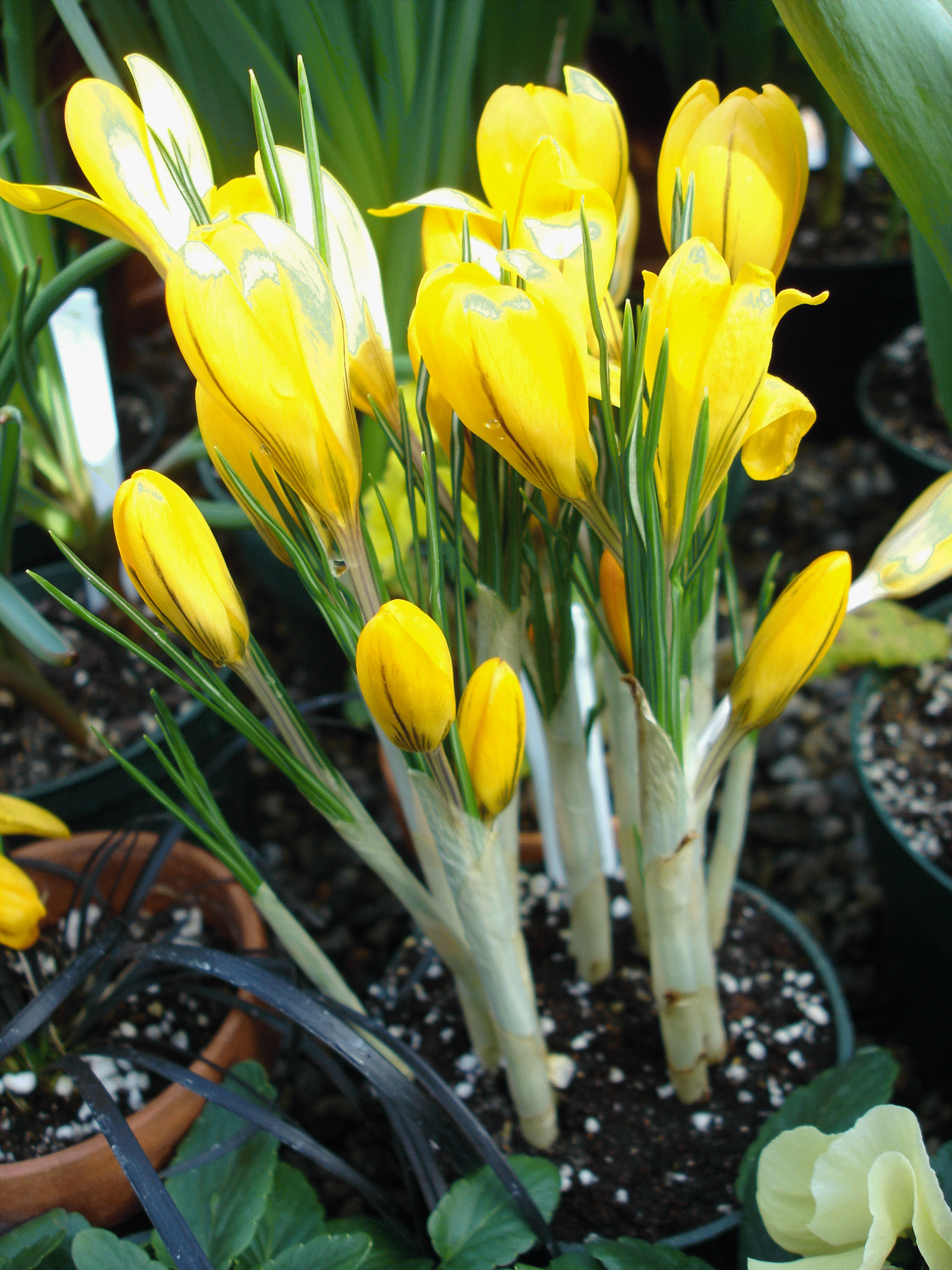 potted crocus