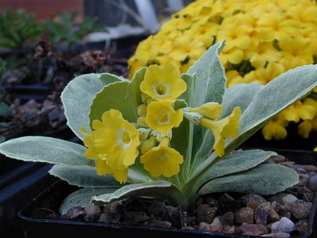 Primula auricula