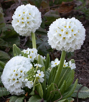 Primula denticulata 'Alba'