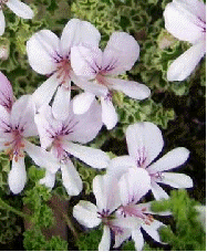 Prince Rupert Variegated Scented Geranium flowers
