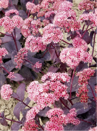 Sedum 'Emperor'