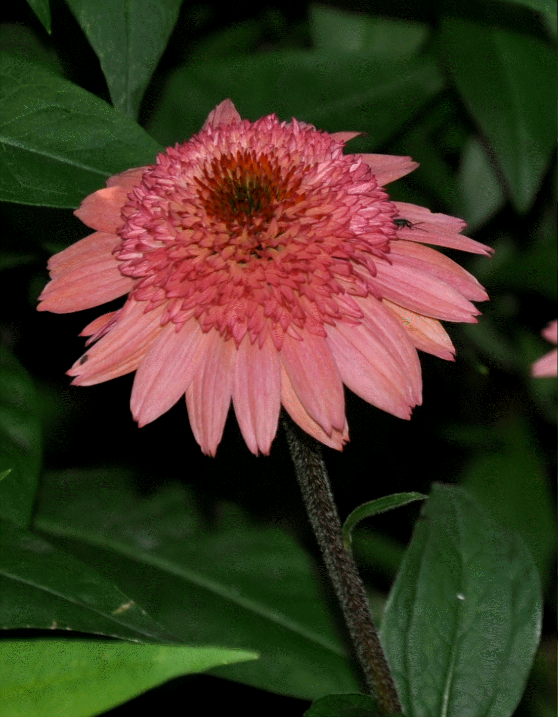 Echinacea 'Raspberry Truffle' - a stunning new coneflower