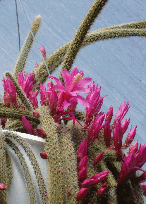 Rattail Cactus