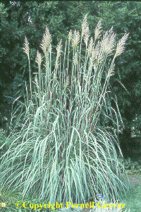 Ravenna grass
