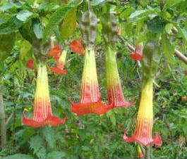 Red Angel's Trumpet (Brugmansia sanguinea)