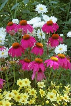 Echinacea 'Red Knee High'