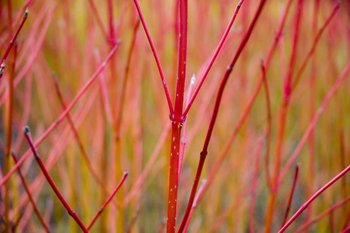 Redtwig Dogwood